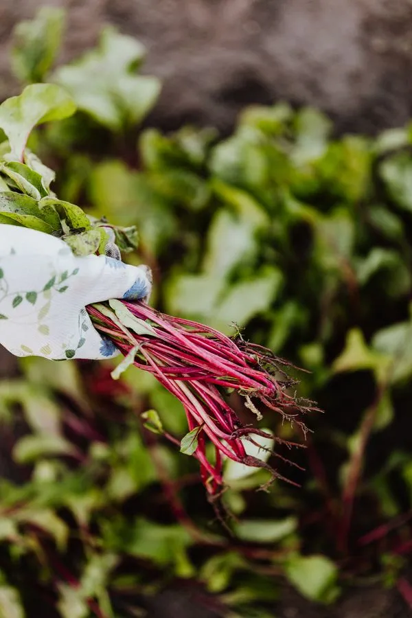 Fresh beets from garden
