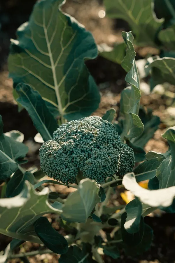 Broccoli head in fall garden