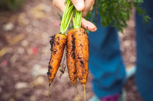 Hands pulling fresh carrots from garden soil