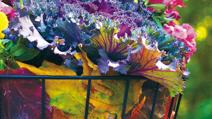 Ornamental kale and dusty miller fall hanging basket after frost