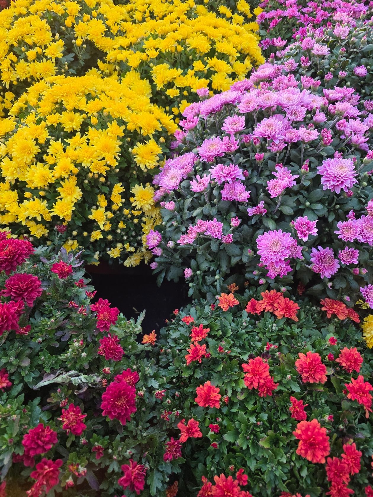 Fall planter ideas - creating stunning fall planters