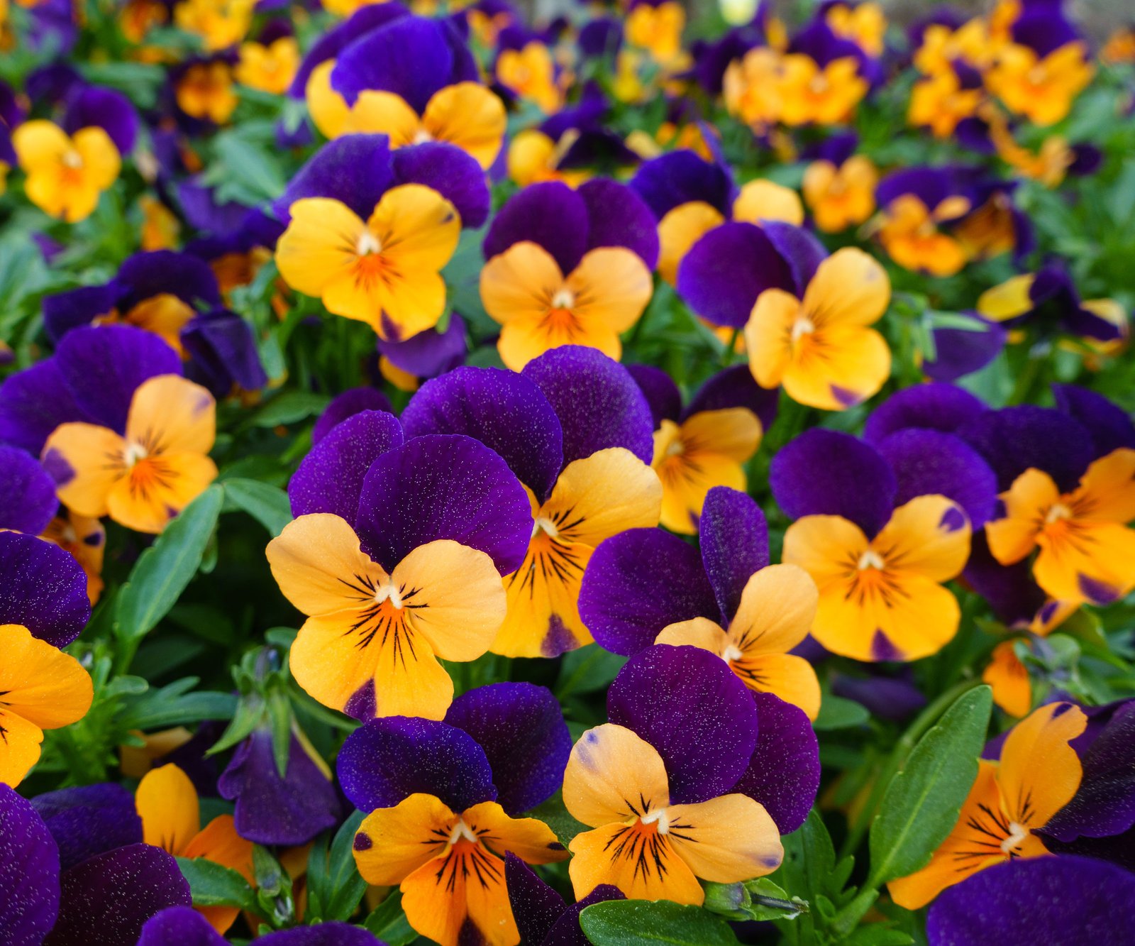 Hardy fall plants for hanging baskets including mums, pansies, and ornamental kale by USDA zone