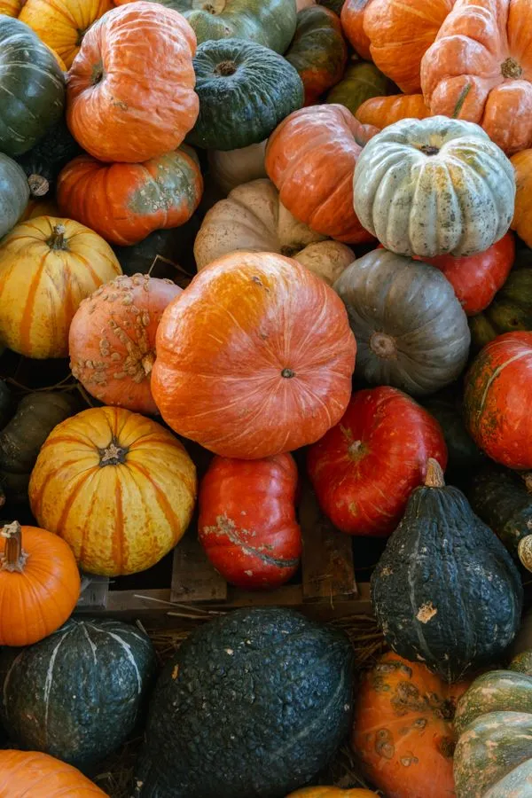Pumpkins celebrating fall harvest