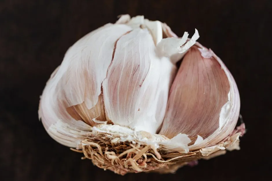 Garlic ready for fall planting
