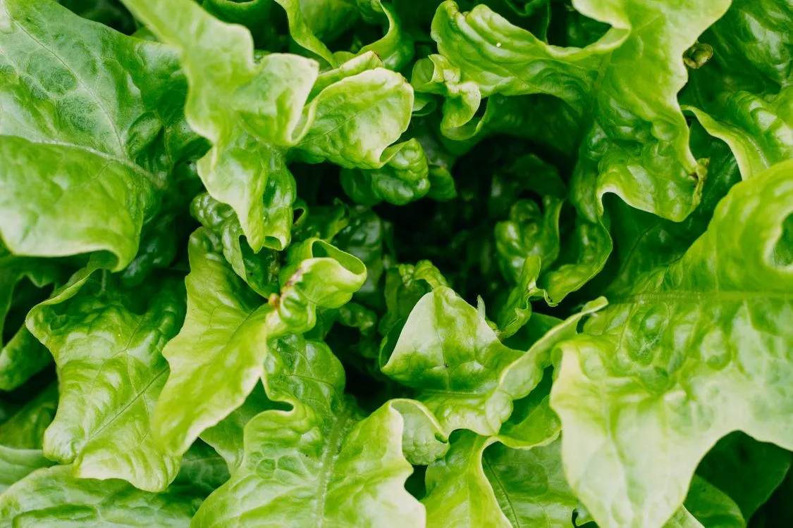 Lush green lettuce heads in a fall garden