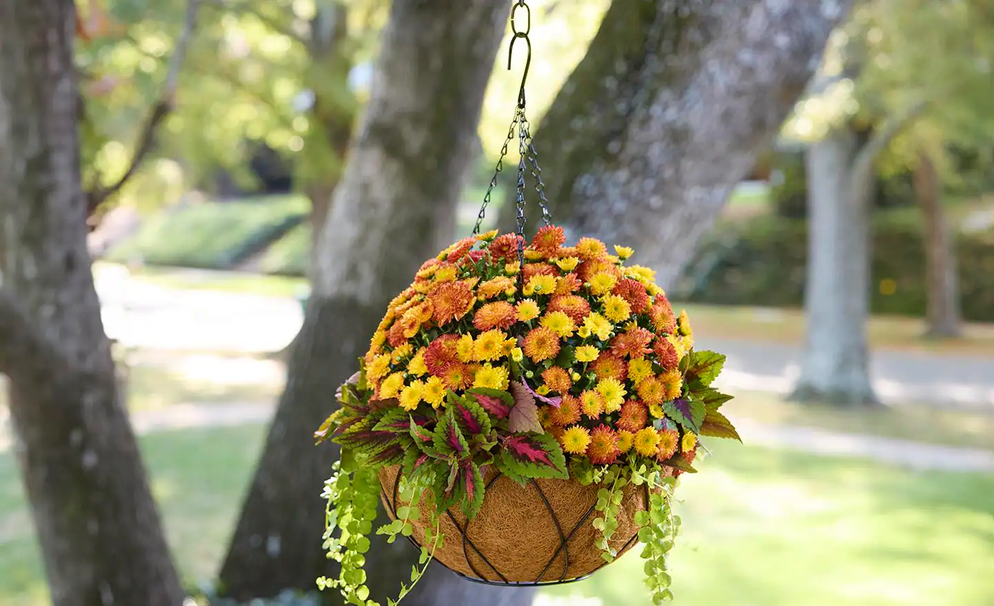 Fall hanging baskets still blooming on a porch in late November