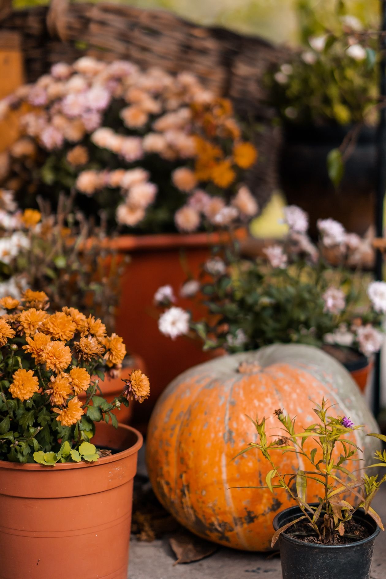 Fall planter ideas - creating stunning fall planters