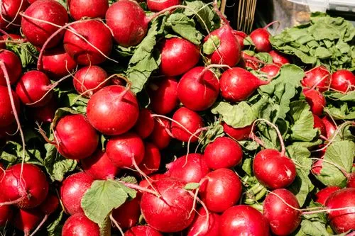 Red radishes ready for harvest