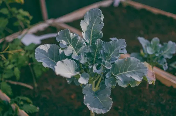 Seedling in raised bed