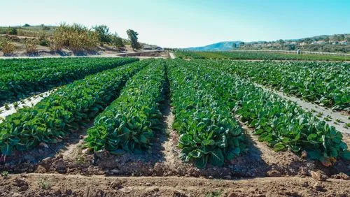 Vegetable rows in field