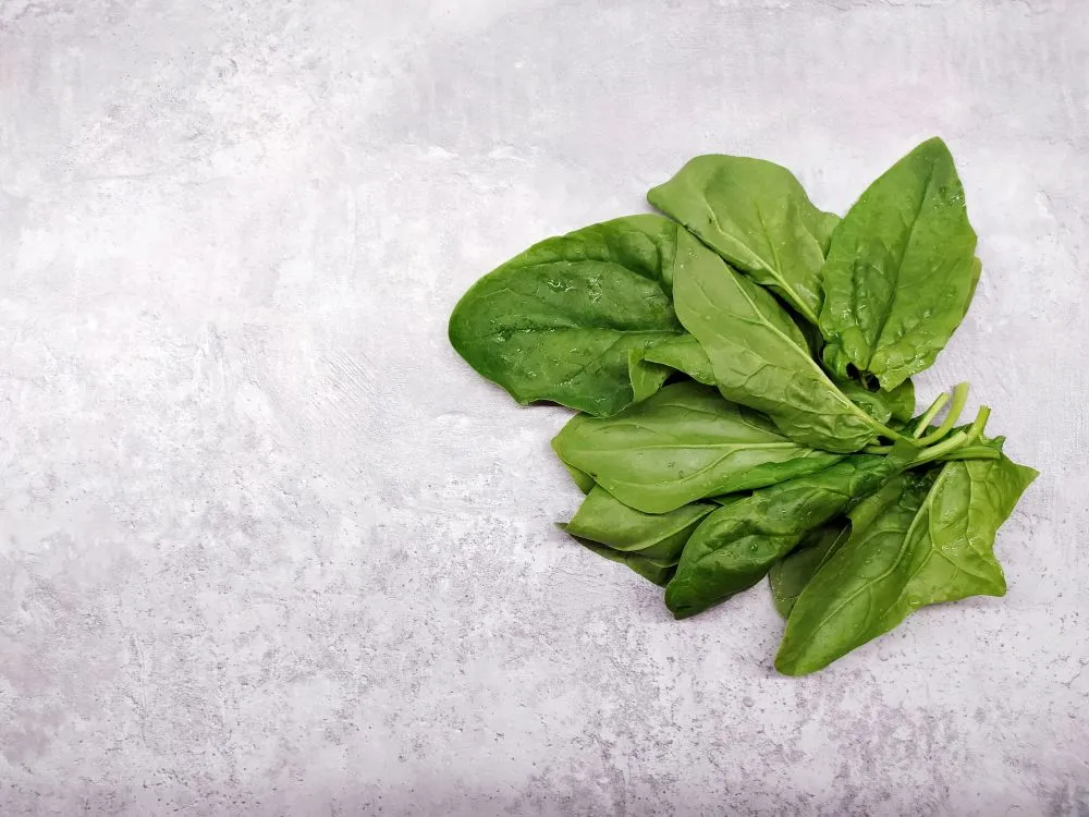 Fresh spinach leaves, fast 30 day crop