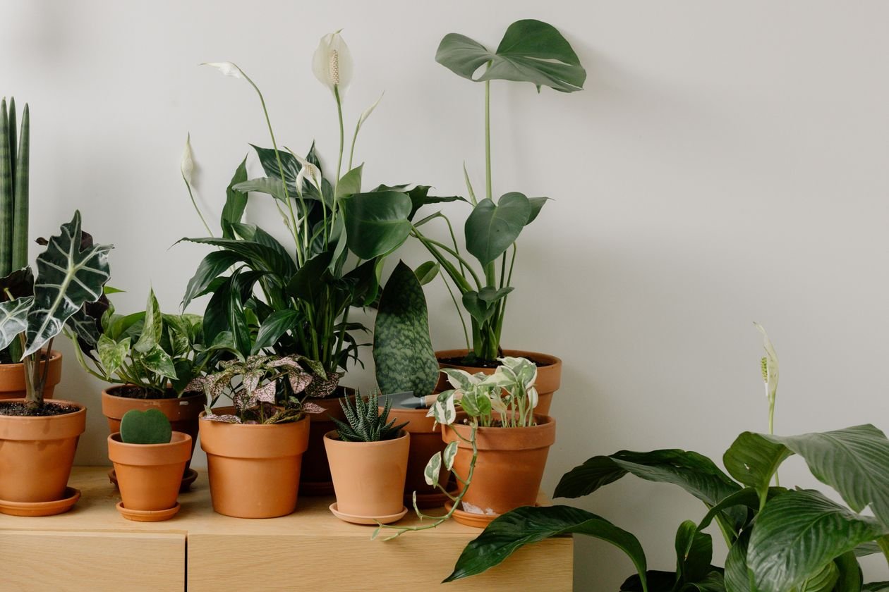 Terracotta pots for fall container garden