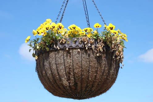 Trailing pansies spilling from a fall hanging basket on a front porch